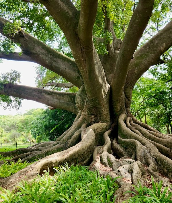Où peut-on louer une cabane dans la forêt amazonienne avec des excursions guidées pour observer la faune et la flore locales ?